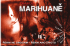 MARIHUANĚ - Marihuana