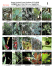 EPIFITAS COMUNES del YASUNI - Field Guides