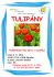 TULIPÁNY