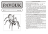Pavouk 19